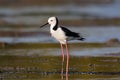 Pied stilt alighted in the mud