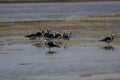 The pied stilt also known as the white-headed stilt, is a shorebird in the family Recurvirostridae.