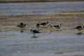 The pied stilt also known as the white-headed stilt, is a shorebird in the family Recurvirostridae.