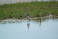 The pied stilt also known as the white-headed stilt, is a shorebird in the family Recurvirostridae.