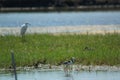 The pied stilt also known as the white-headed stilt, is a shorebird in the family Recurvirostridae.