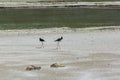 Pied Stilt birds in Wai-O-Tapu Geothermal Wonderland, Rotorua, New Zealand