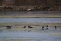 The pied stilt also known as the white-headed stilt, is a shorebird in the family Recurvirostridae.