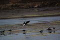 The pied stilt also known as the white-headed stilt, is a shorebird in the family Recurvirostridae.