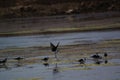 The pied stilt also known as the white-headed stilt, is a shorebird in the family Recurvirostridae.