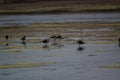 The pied stilt also known as the white-headed stilt, is a shorebird in the family Recurvirostridae.