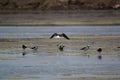 The pied stilt also known as the white-headed stilt, is a shorebird in the family Recurvirostridae.