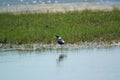 The pied stilt also known as the white-headed stilt, is a shorebird in the family Recurvirostridae.