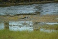 The pied stilt also known as the white-headed stilt, is a shorebird in the family Recurvirostridae.