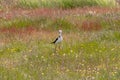 A Pied Stilt in New Zealand