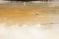 Pied Stilt in New Zealand standing in water