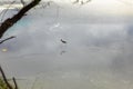 Pied Stilt in New Zealand standing in water