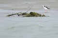 Pied Stilt in New Zealand Royalty Free Stock Photo