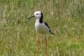 A Pied Stilt in the South Island of New Zealand