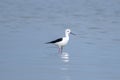 Pied Stilt standing in a Lake bed