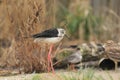 Pied stilt