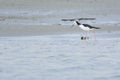 Pied Stilt in Waikanae river Royalty Free Stock Photo