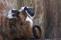 Pied Tamarin monkey mother and babies Royalty Free Stock Photo
