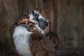 Pied Tamarin monkey mother and babies Royalty Free Stock Photo