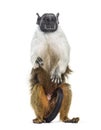 Pied tamarin, Saguinus bicolor, isolated Royalty Free Stock Photo