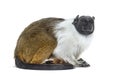 Pied tamarin, Saguinus bicolor, isolated Royalty Free Stock Photo