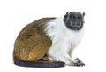 Pied tamarin, Saguinus bicolor, isolated Royalty Free Stock Photo