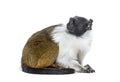 Pied tamarin, Saguinus bicolor, isolated Royalty Free Stock Photo
