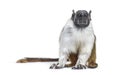 Pied tamarin, Saguinus bicolor, isolated Royalty Free Stock Photo