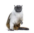 Pied tamarin, Saguinus bicolor, isolated Royalty Free Stock Photo