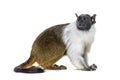 Pied tamarin, Saguinus bicolor, isolated Royalty Free Stock Photo