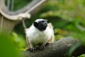 Pied tamarin (Saguinus bicolor) Royalty Free Stock Photo