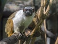 Pied tamarin (Saguinus bicolor) Royalty Free Stock Photo