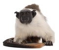 Pied tamarin, Saguinus bicolor, 4 years old Royalty Free Stock Photo