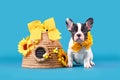 Pied tan French Bulldog dog puppy ribbon collar sitting next to beehive