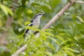 Pied Triller bird perching on tree brances