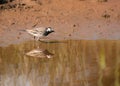 Pied Wagtail