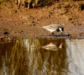 Pied Wagtail