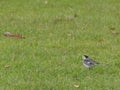 Pied Wagtail (Motacilla alba)