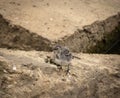 Pied Wagtail fledgling perched on some rocks Royalty Free Stock Photo