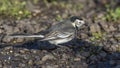 Pied Wagtail