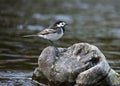 Pied Wagtail (Motacilla alba yarrelli)