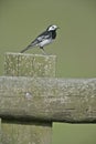 Pied wagtail, Motacilla alba yarrelli Royalty Free Stock Photo