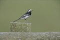 Pied wagtail, Motacilla alba yarrelli Royalty Free Stock Photo