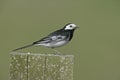 Pied wagtail, Motacilla alba yarrelli Royalty Free Stock Photo