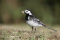 Pied wagtail, Motacilla alba yarrellii