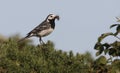 Pied wagtail, Motacilla alba yarrellii