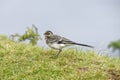 Pied Wagtail