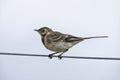 Pied Wagtail