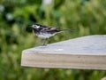 A pied wagtail Motacilla alba yarrellii