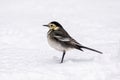 Pied Wagtail - Motacilla alba yarrellii resting on the snow.